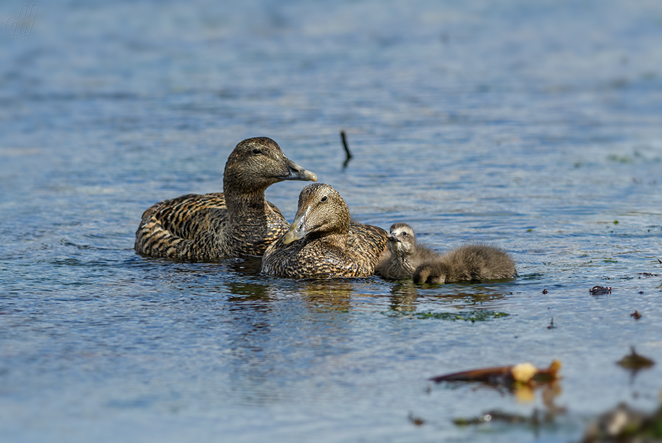 kajka mořská - Somateria mollissima