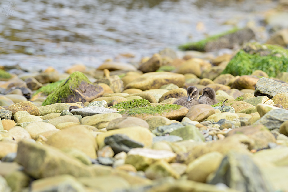 kajka mořská - Somateria mollissima