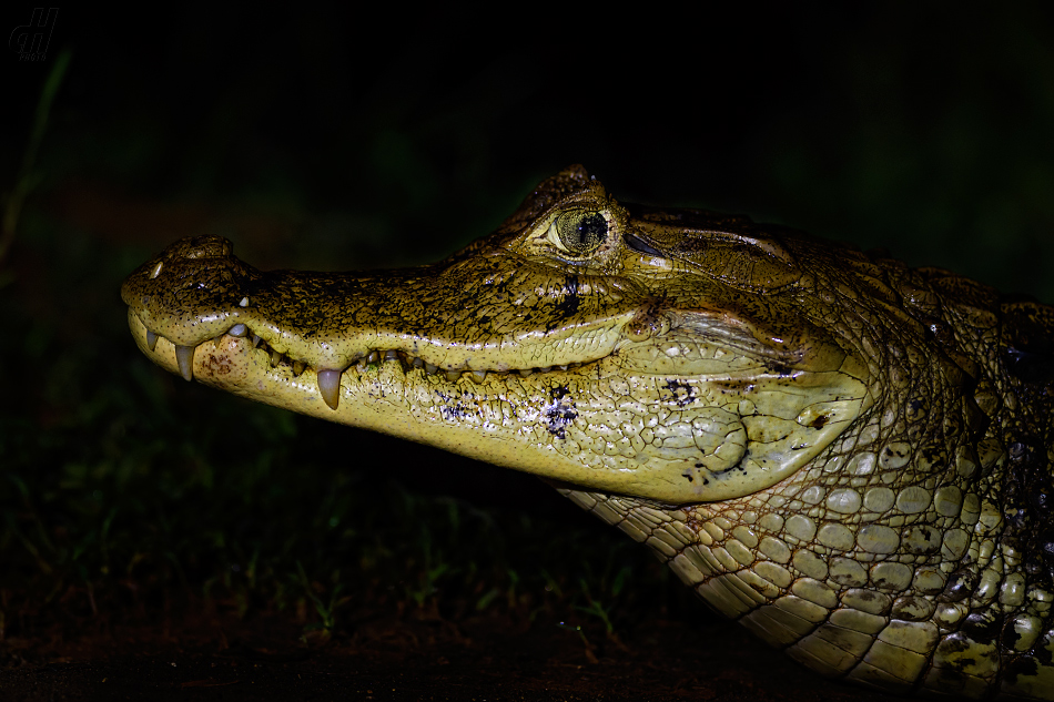 kajman brýlový - Caiman crocodilus