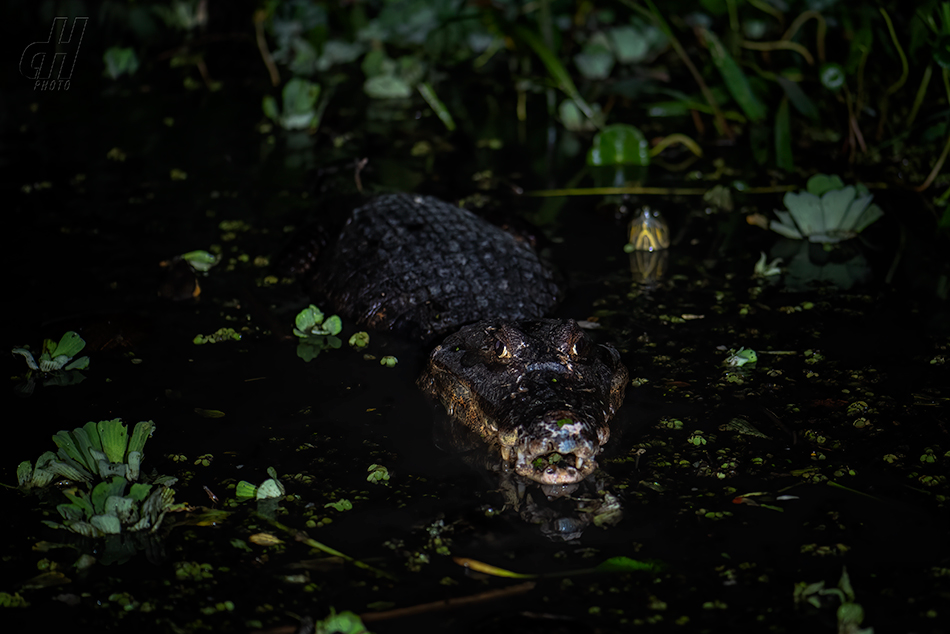 kajman brýlový - Caiman crocodilus