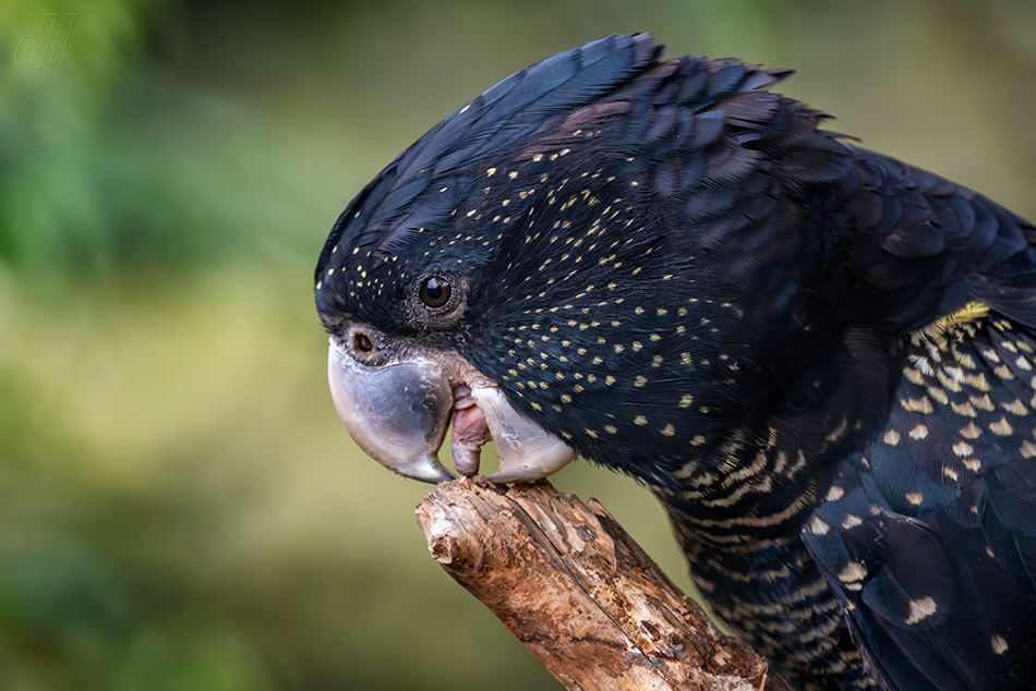 kakadu havraní - Calyptorhynchus banksii