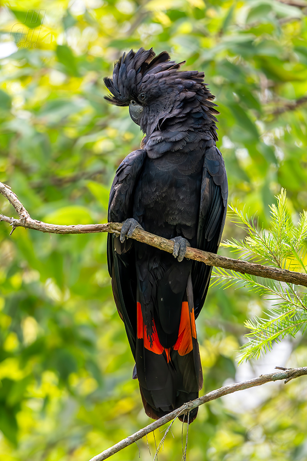 kakadu havraní - Calyptorhynchus banksii