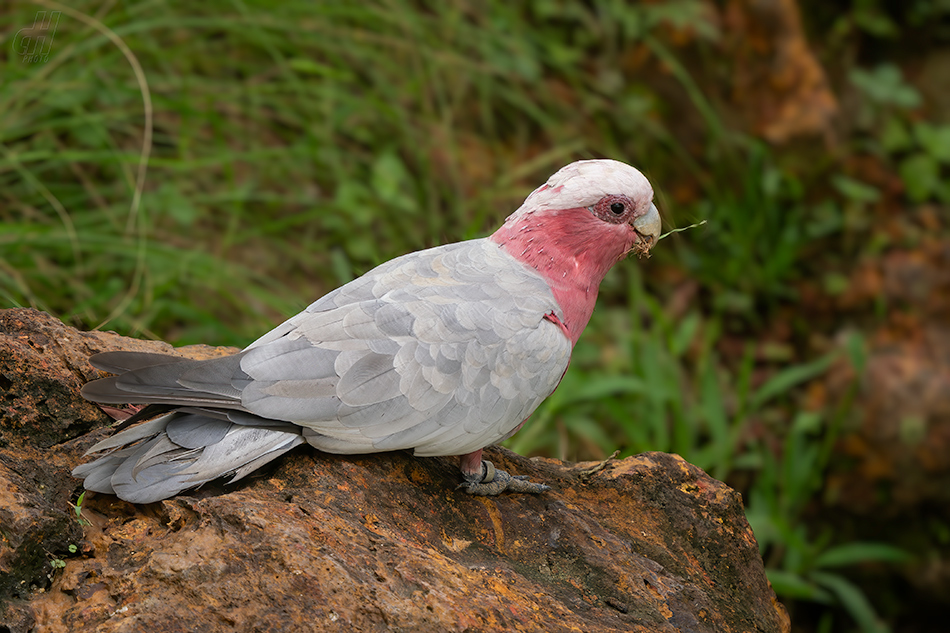 kakadu růžový - Eolophus roseicapilla