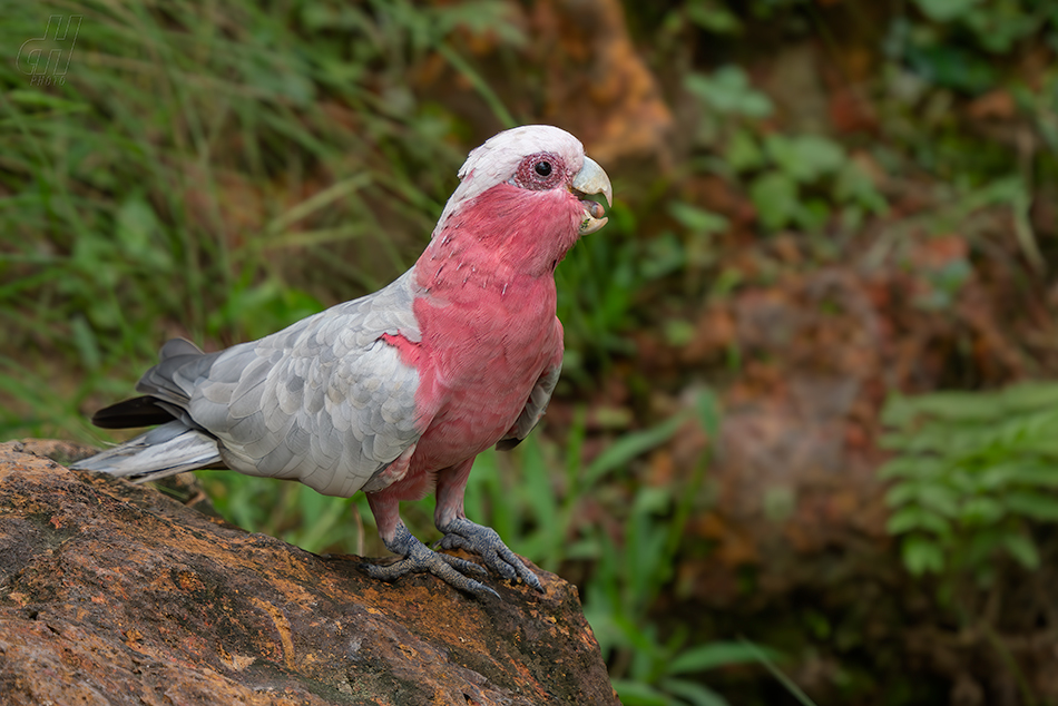 kakadu růžový - Eolophus roseicapilla
