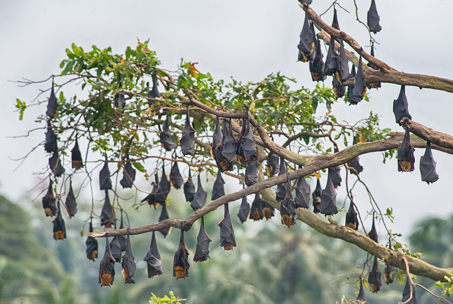 kaloň indický - Pteropus giganteus