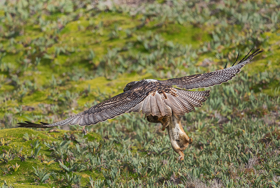 káně andská - Buteo albigula