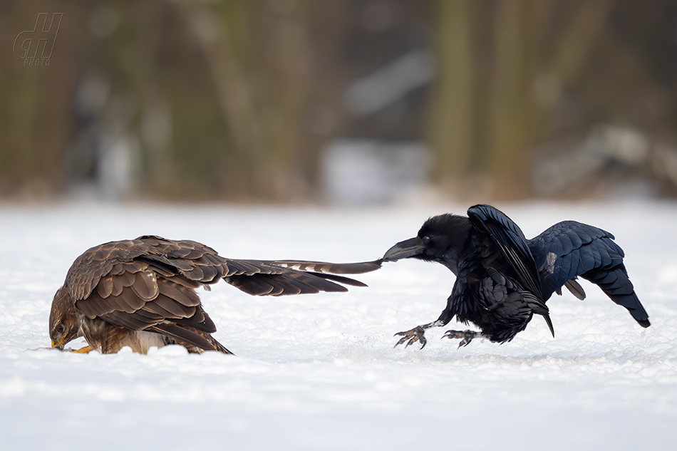 káně lesní - Buteo buteo