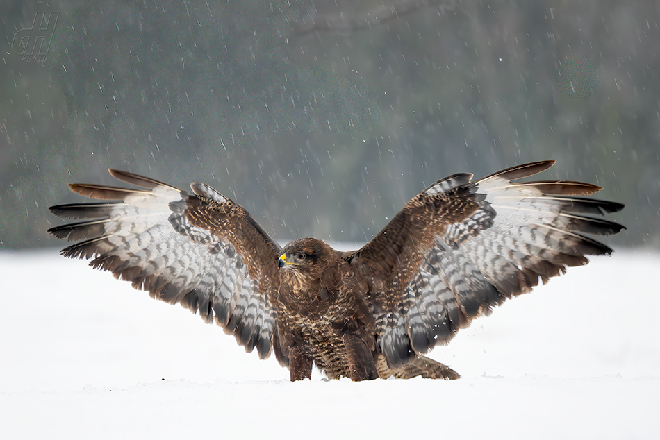 káně lesní - Buteo buteo