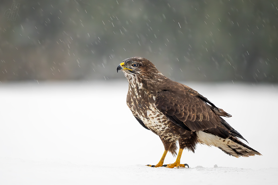 káně lesní - Buteo buteo