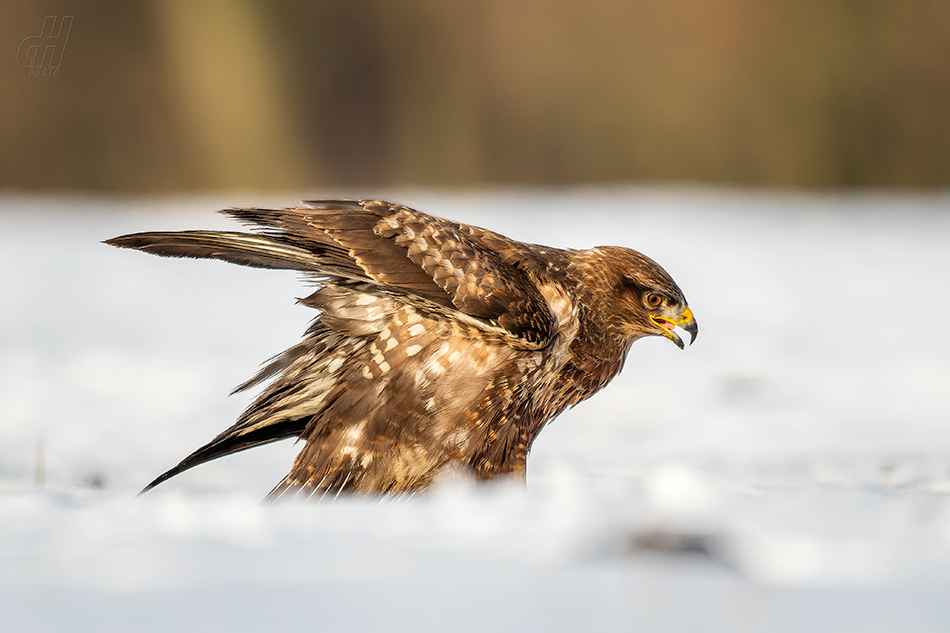 káně lesní - Buteo buteo