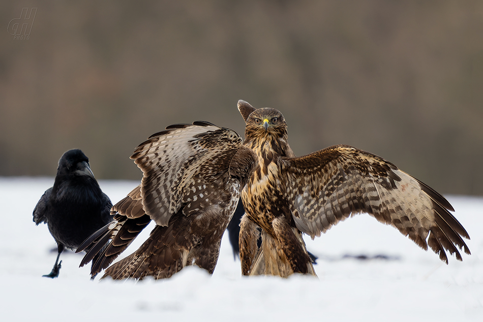 káně lesní - Buteo buteo