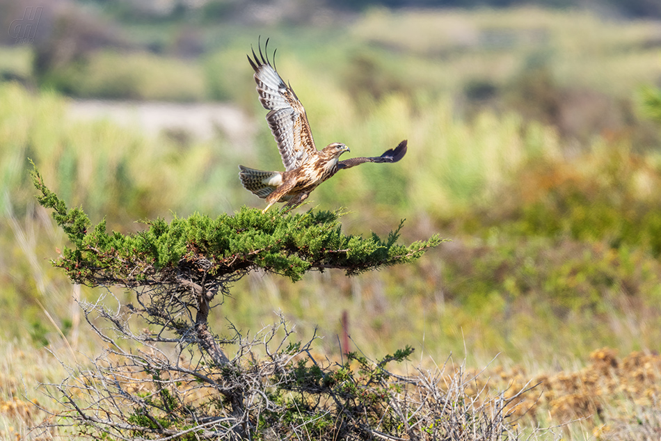 káně lesní - Buteo buteo