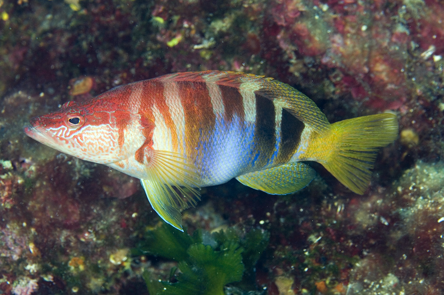 kanic písmenkový - Serranus scriba
