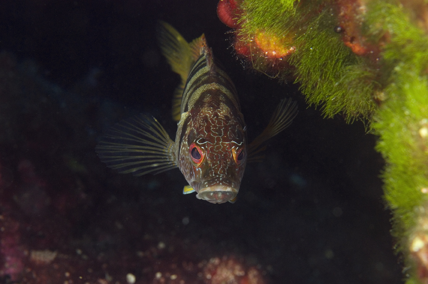 kanic písmenkový - Serranus scriba