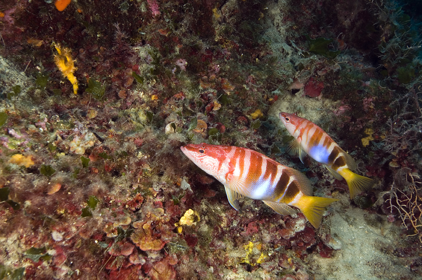 kanic písmenkový - Serranus scriba