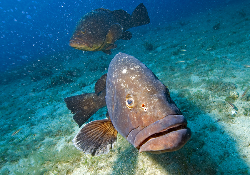 kanic vroubený - Epinephelus marginatus