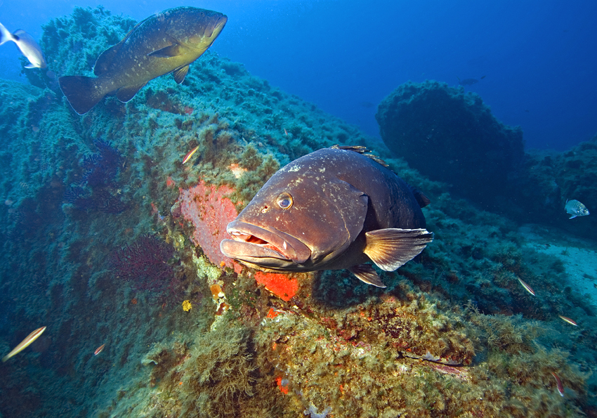 kanic vroubený - Epinephelus marginatus