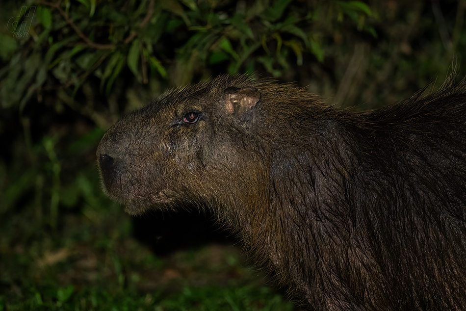 kapybara - Hydrochoerus hydrochaeris