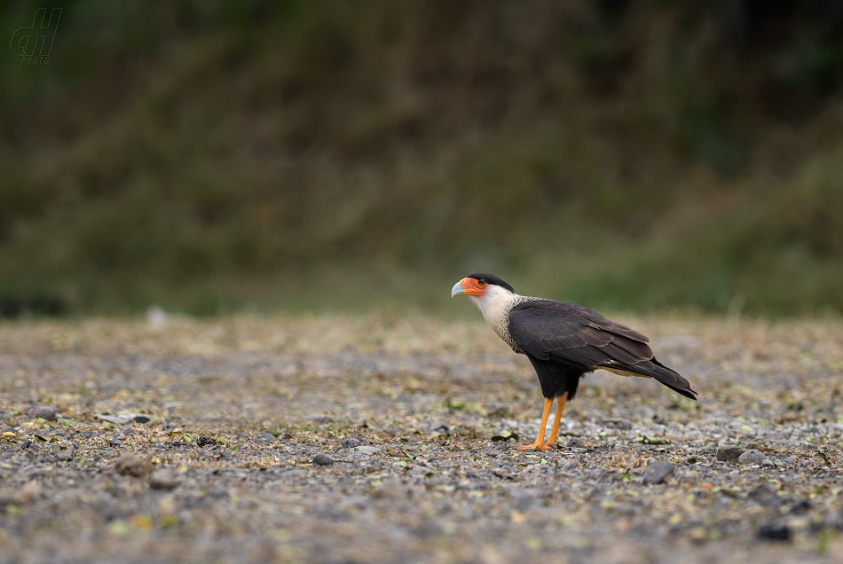 karančo chocholatý - Caracara cheriway