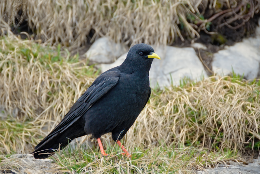 kavče žlutozobé - Pyrrhocorax graculus
