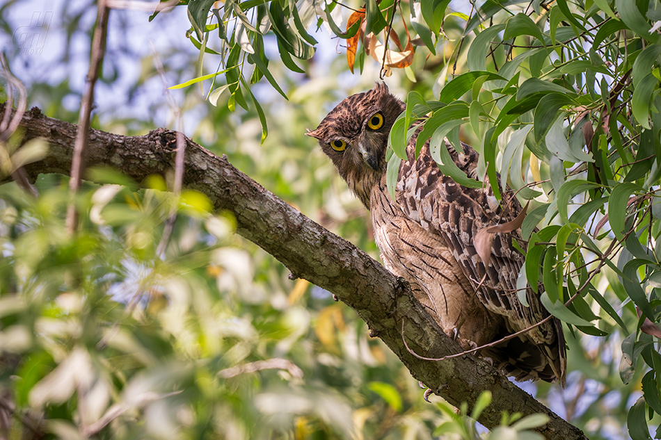 ketupa rybí - Ketupa zeylonensis