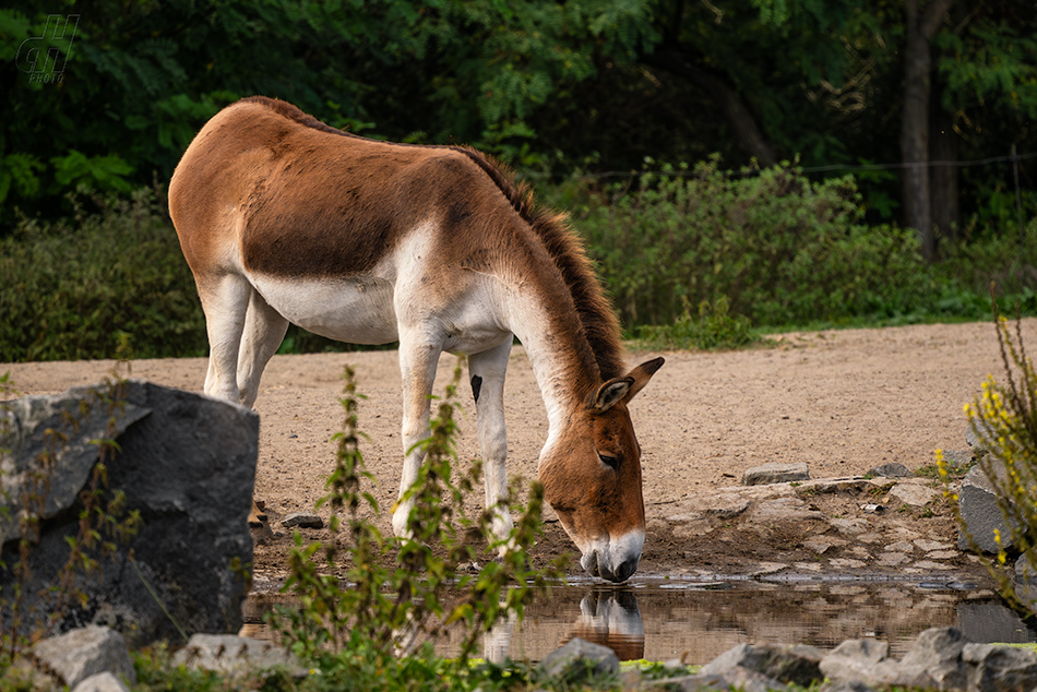 kiang východní - Equus kiang holdereri