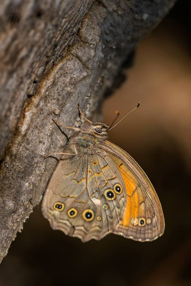 Kirinia roxelana