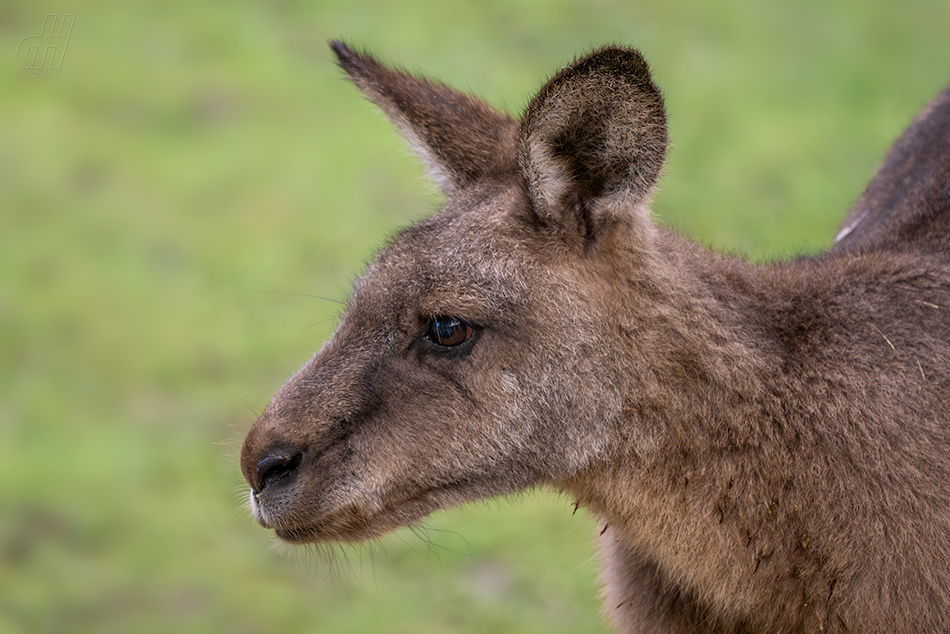 klokan obrovský - Macropus giganteus