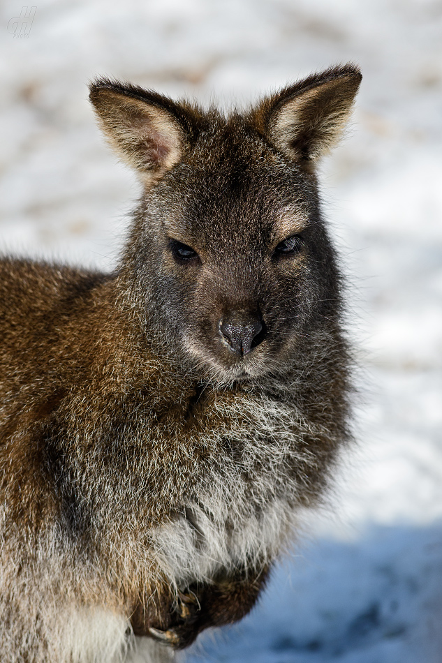 klokan rudokrký - Macropus rufogriseus