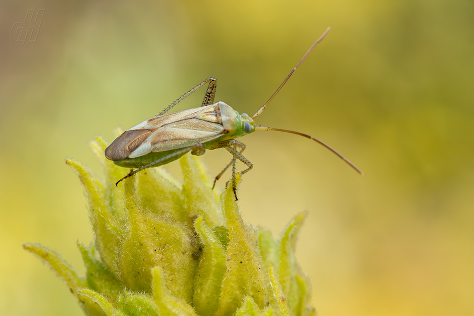 klopuška světlá - Adelphocoris lineolatus