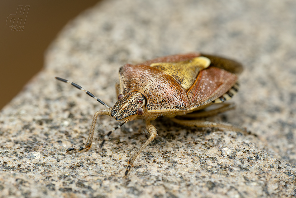 kněžice chlupatá - Dolycoris baccarum