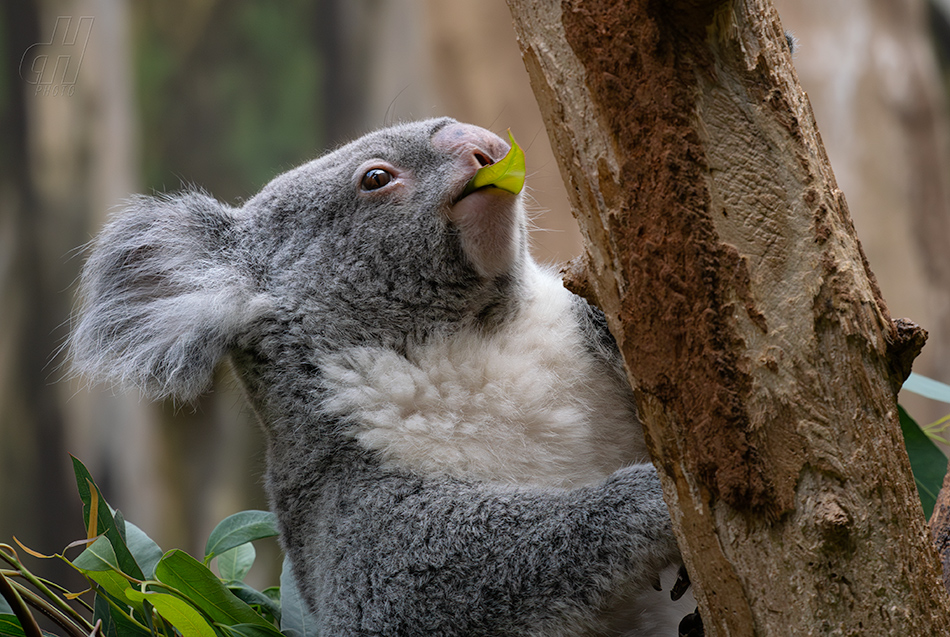 koala - Phascolarctos cinereus