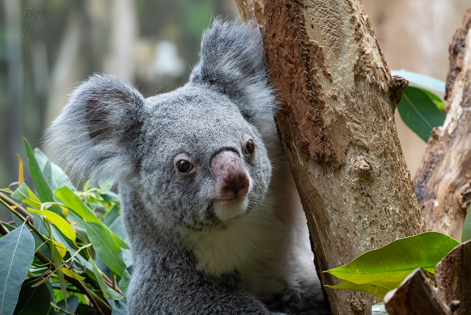 koala - Phascolarctos cinereus