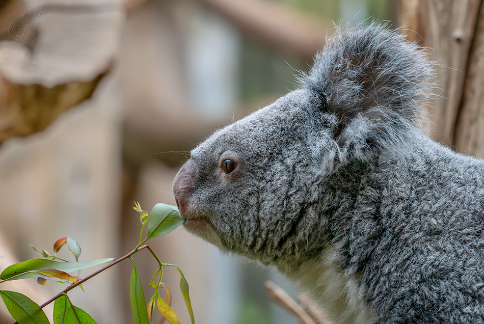 koala - Phascolarctos cinereus