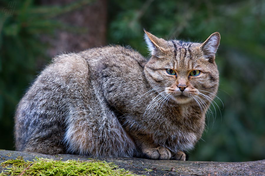 kočka divoká - Felis silvestris