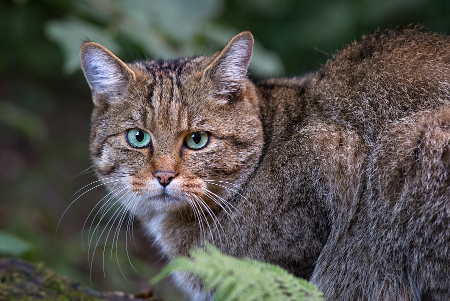 kočka divoká - Felis silvestris