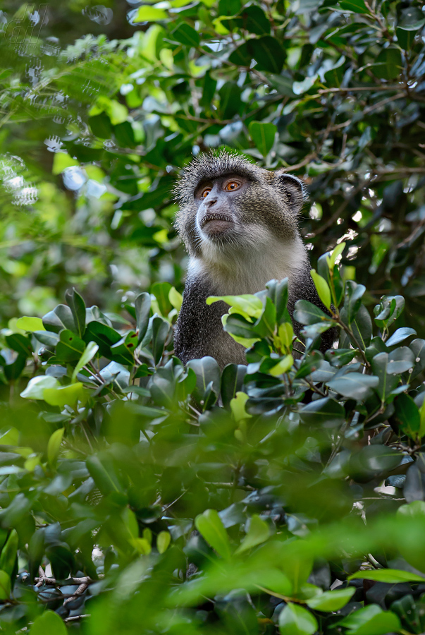 kočkodan diadémový - Cercopithecus mitis