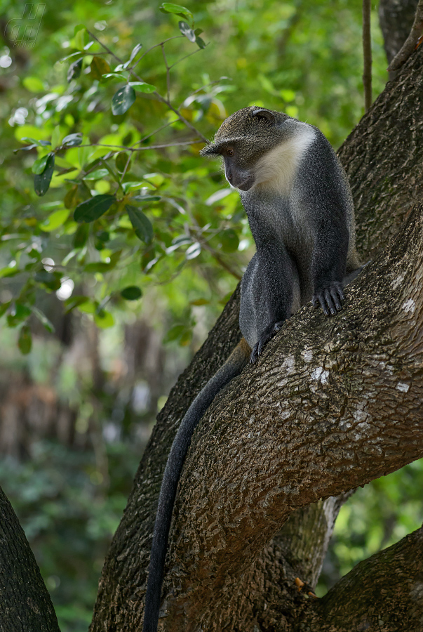 kočkodan diadémový - Cercopithecus mitis