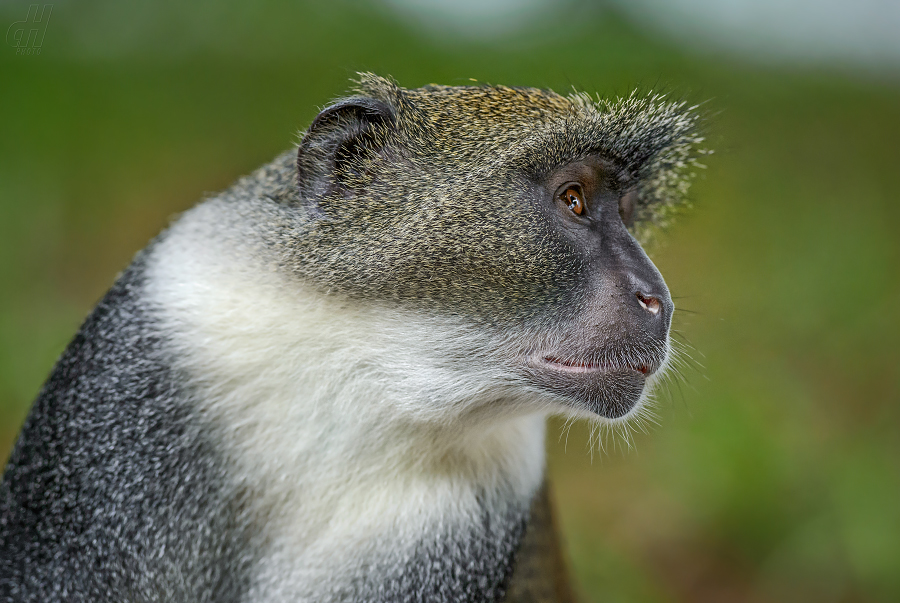 kočkodan diadémový - Cercopithecus mitis