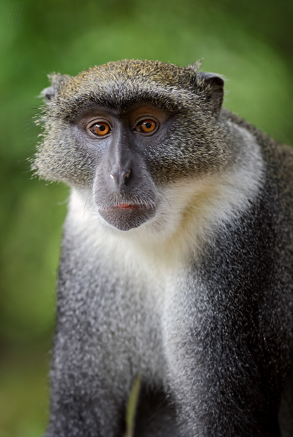 kočkodan diadémový - Cercopithecus mitis