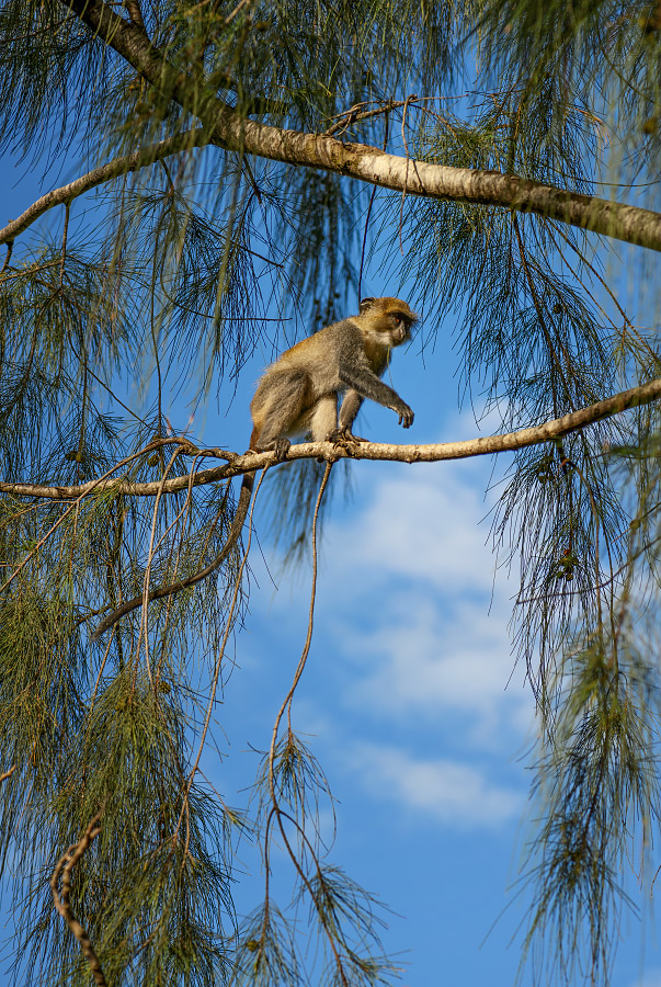 kočkodan diadémový - Cercopithecus mitis