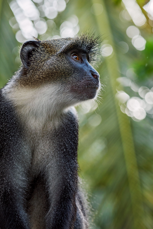 kočkodan diadémový - Cercopithecus mitis