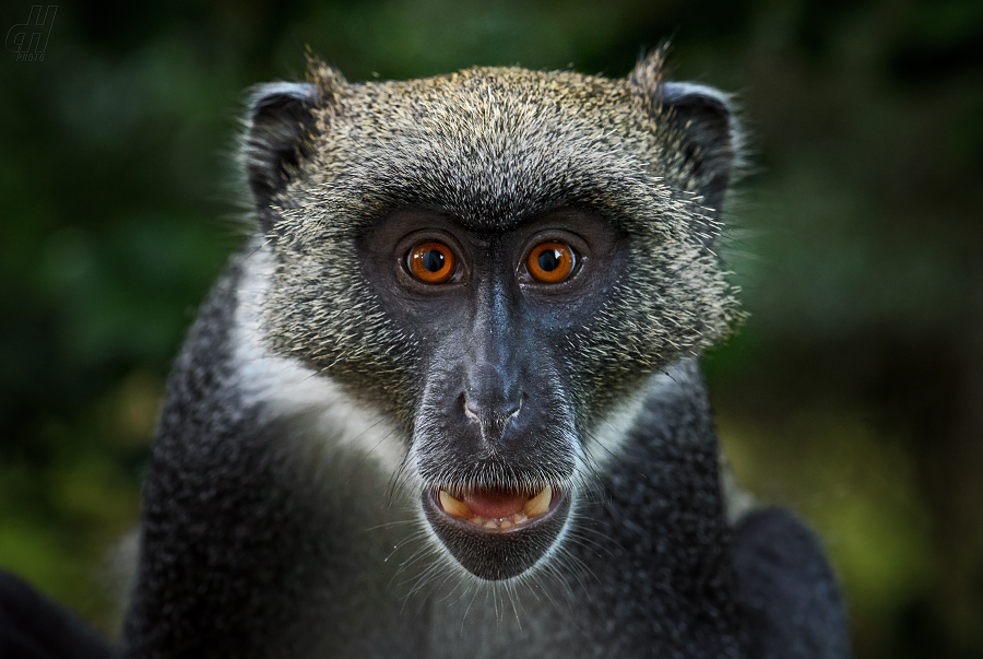 kočkodan diadémový - Cercopithecus mitis