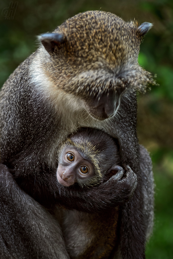 kočkodan diadémový - Cercopithecus mitis