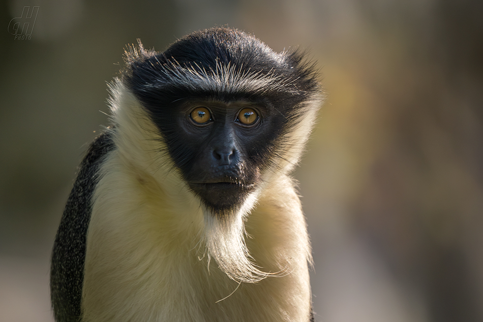 kočkodan Rolowayův -  Cercopithecus roloway