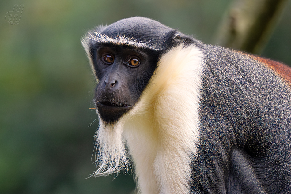 kočkodan Rolowayův -  Cercopithecus roloway
