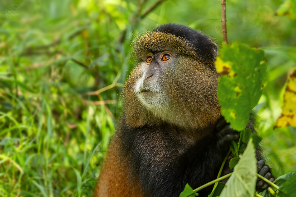 kočkodan zlatý - Cercopithecus kandti