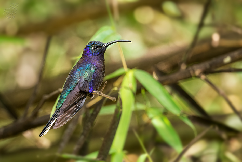 kolibřík fialkový - Campylopterus hemileucurus