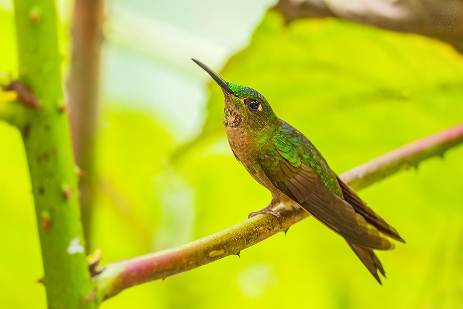 kolibřík hnědobřichý - Heliodoxa rubinoides