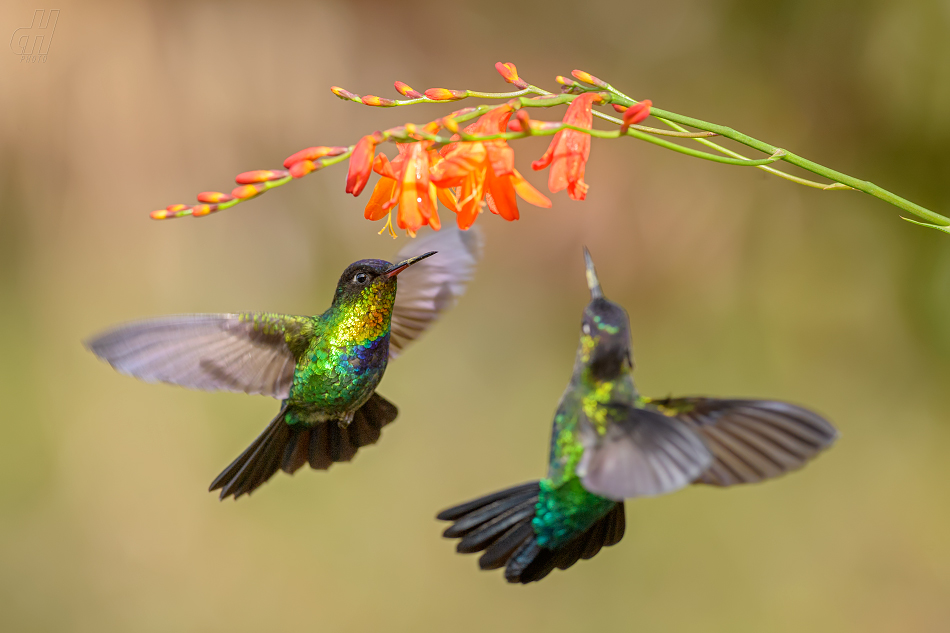 kolibřík ohnivobradý - Panterpe insignis